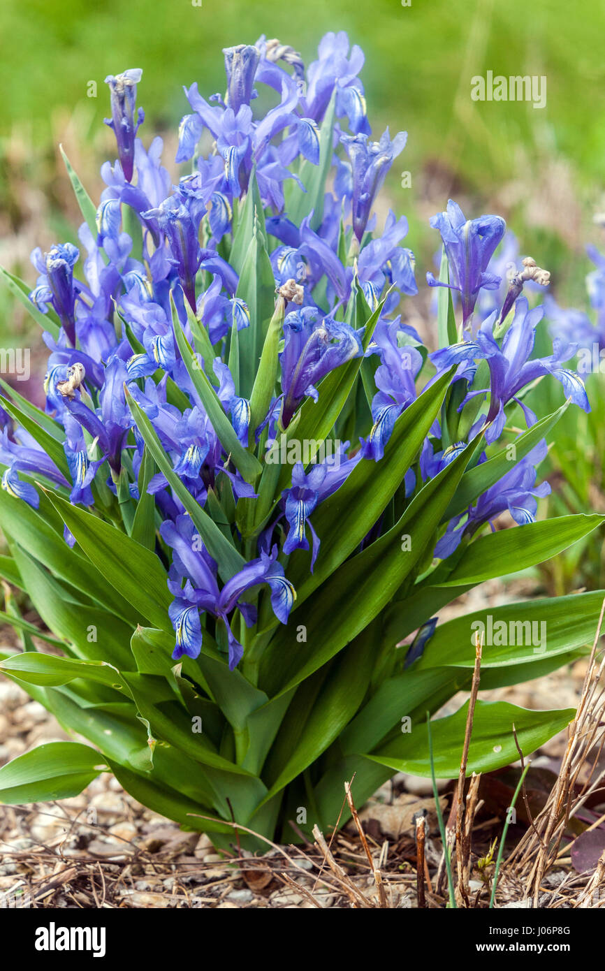 Juno Iris, Iris graeberiana Stock Photo