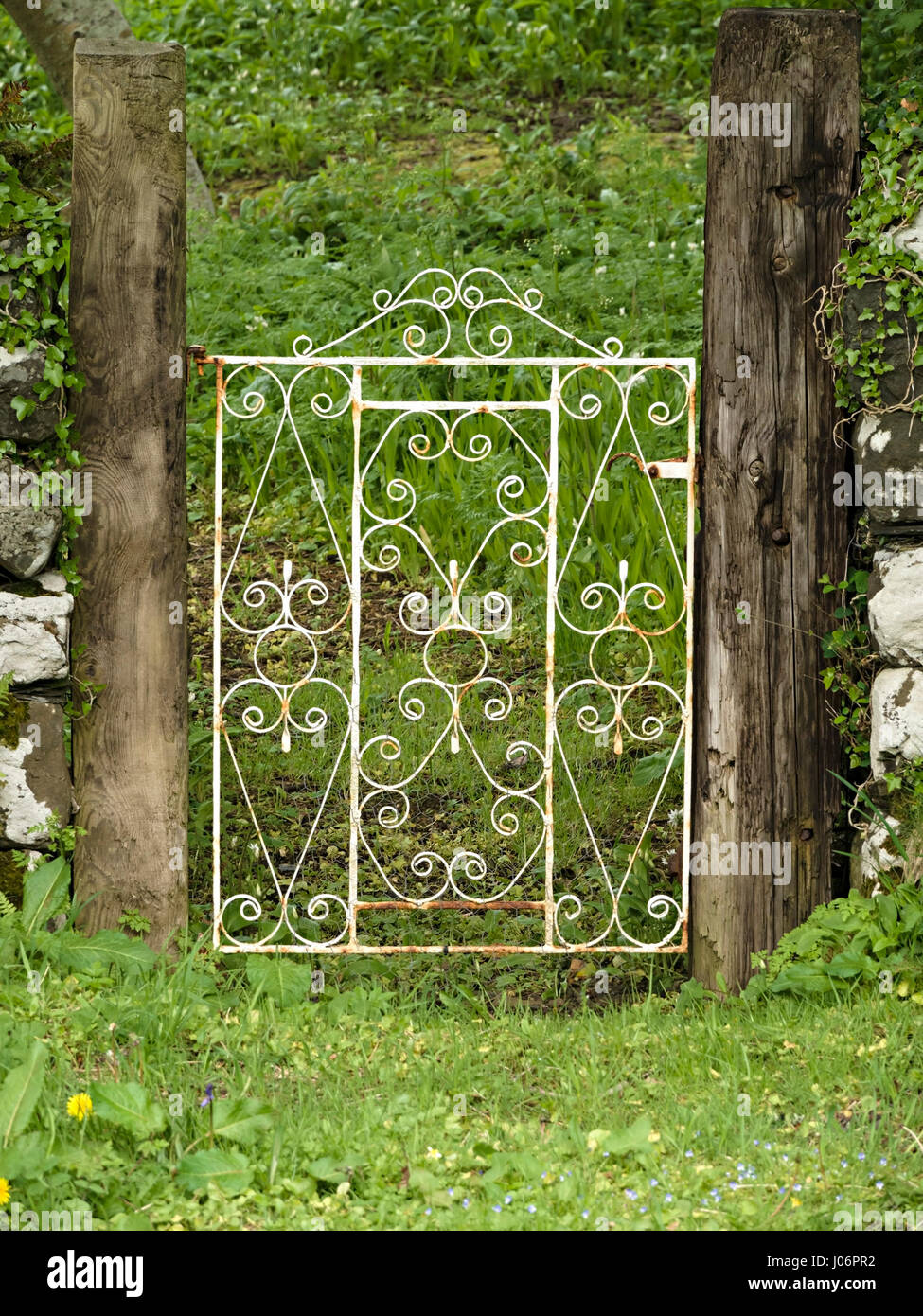 Old, white painted, ornate, wrought iron garden gate with swirls between wooden posts  with green grass. Stock Photo