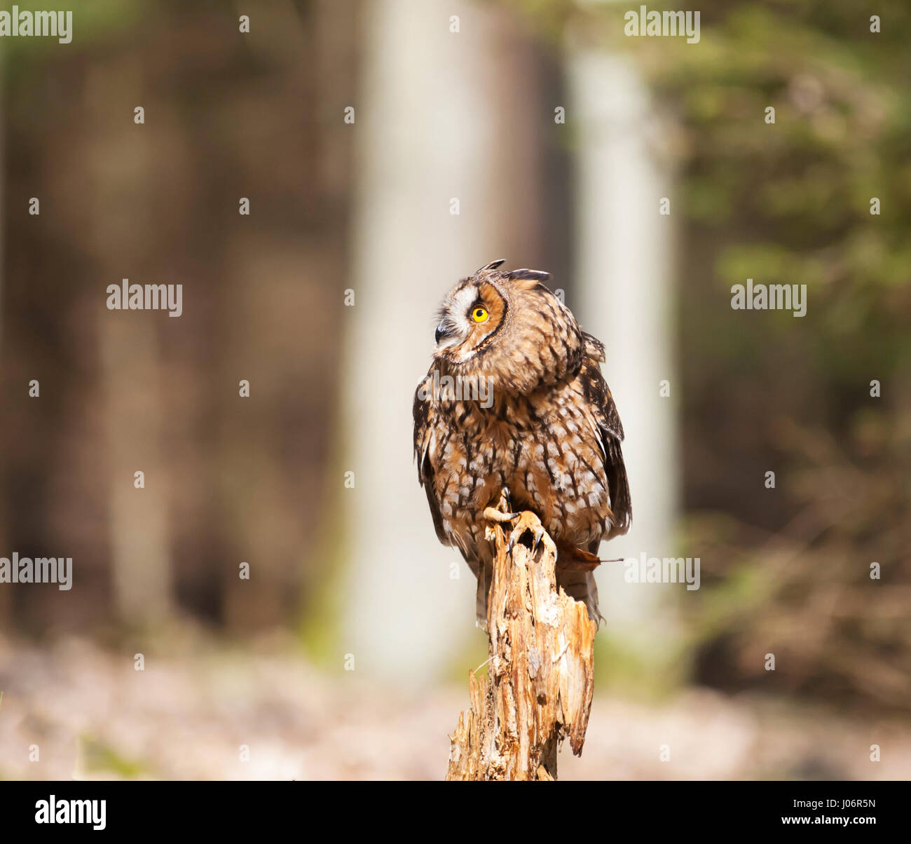 Long-eares owl siting on stump in forest - Asio otus Stock Photo