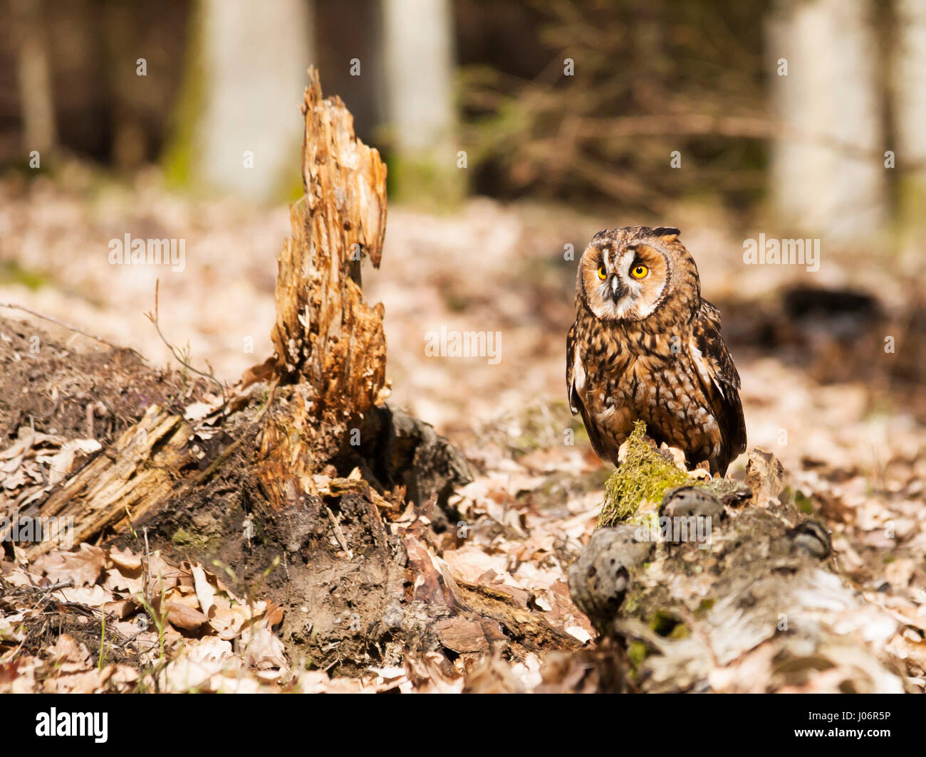 Long-eared owl resting on stump - Strix otus Stock Photo