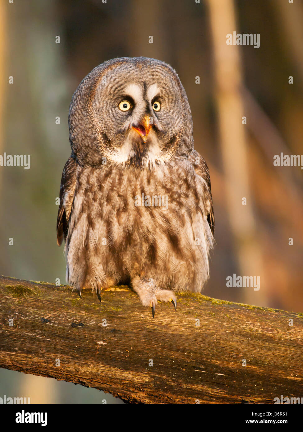 Screeming great grey owl on branch - Strix nebulosa Stock Photo