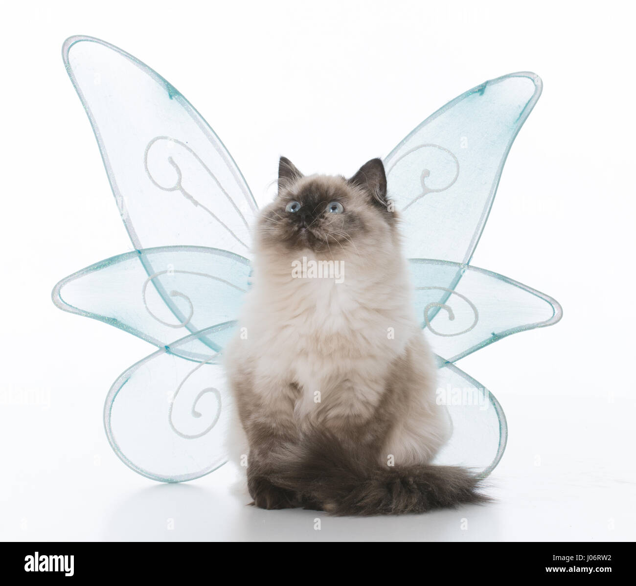 female ragdoll kitten with angel wings on white background Stock Photo