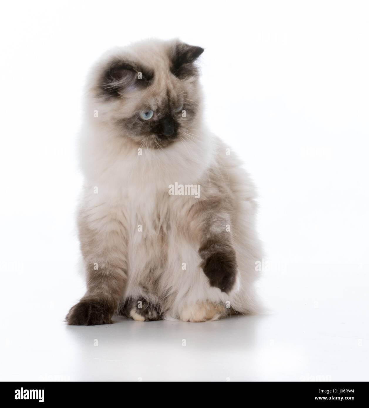 young ragdoll cat sitting one white background Stock Photo - Alamy
