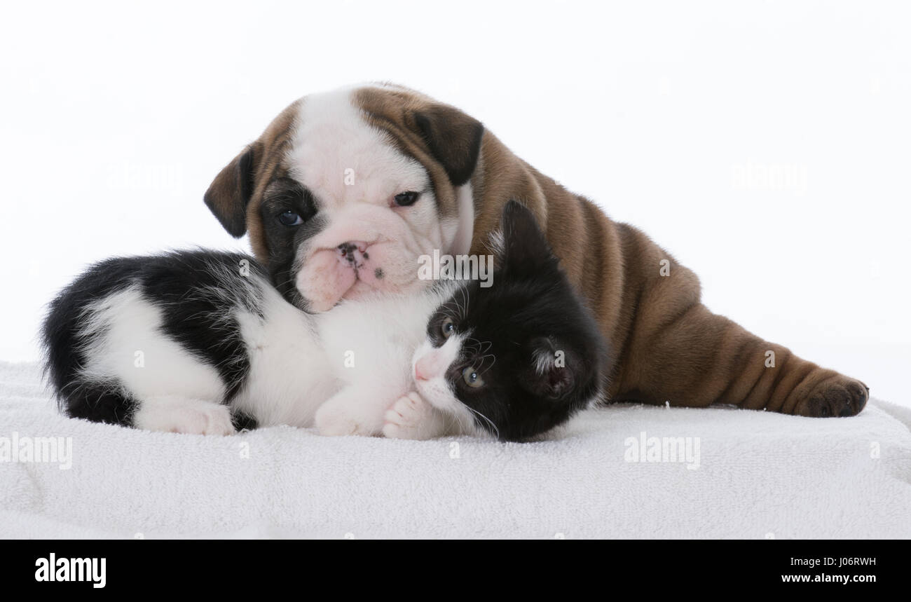 Kitten And Puppy Cuddling High Resolution Stock Photography and Images -  Alamy