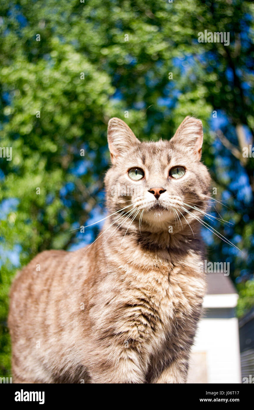 house cat portrait with morning sun in face. Stock Photo