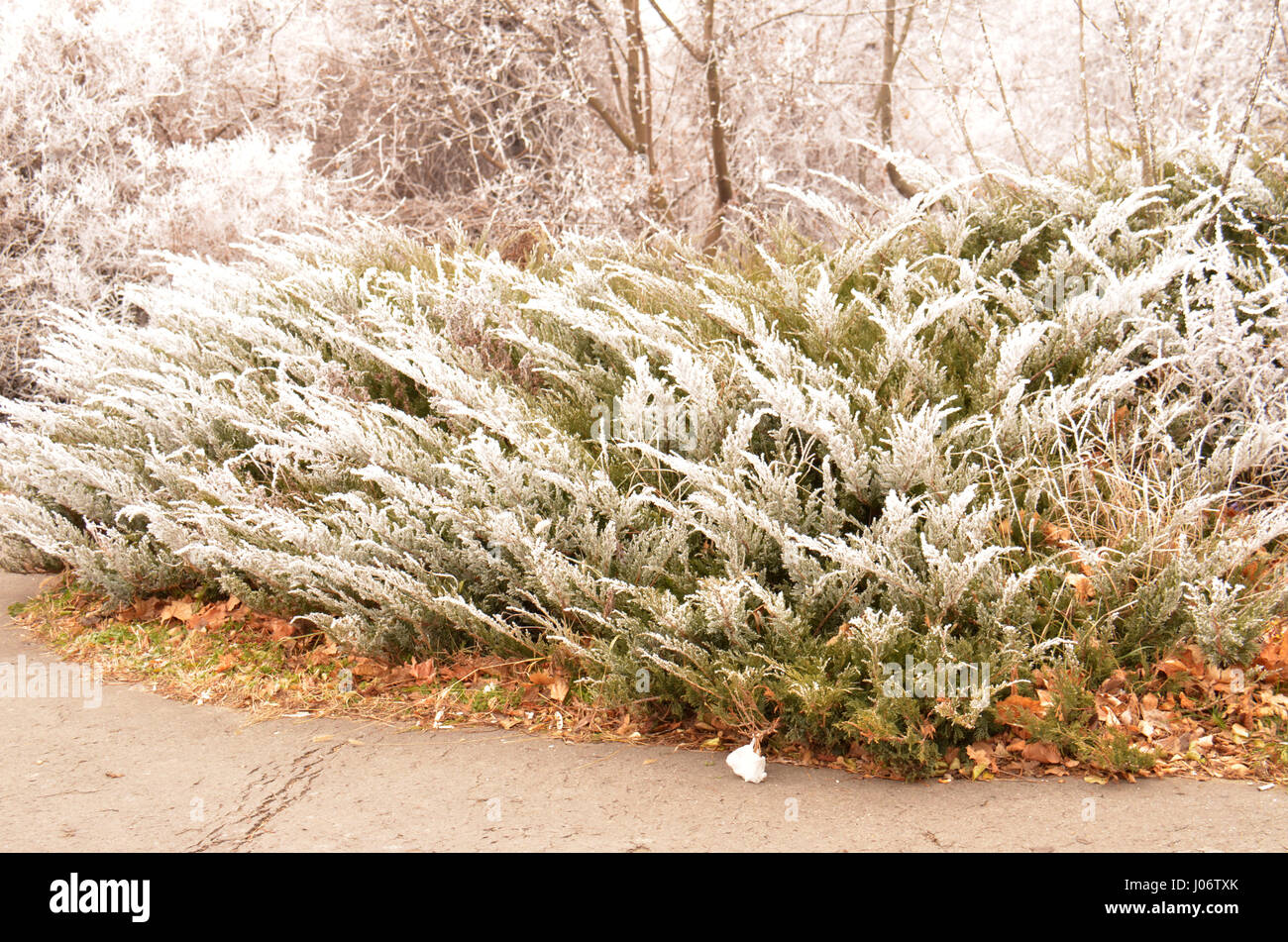 Evergreen shrubs covered in winter snow in an elevated section of