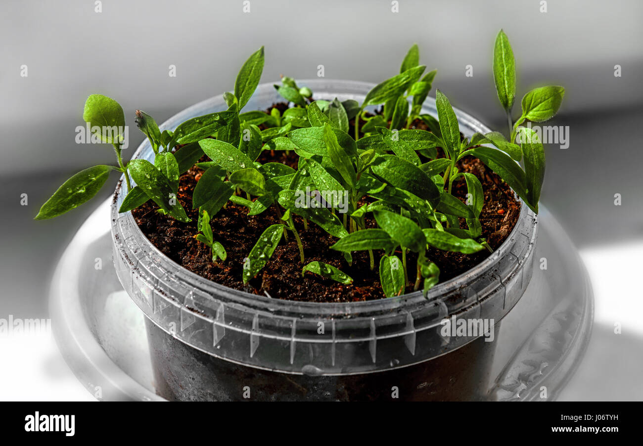 Download Plants Window Sill Indoors Stock Photos & Plants Window ... Yellowimages Mockups