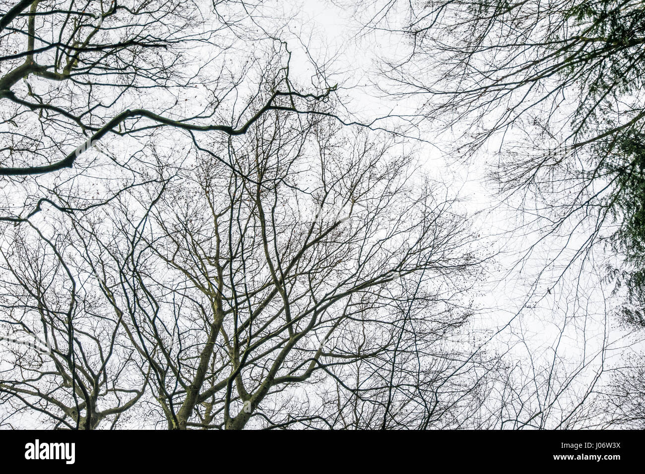 Isolated tree field hi-res stock photography and images - Alamy