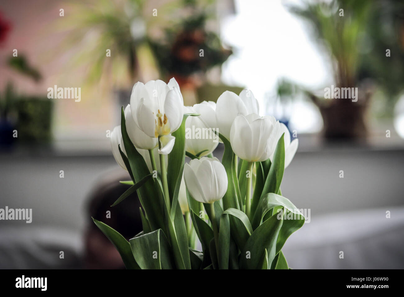 colorful flowers inside a house Stock Photo Alamy