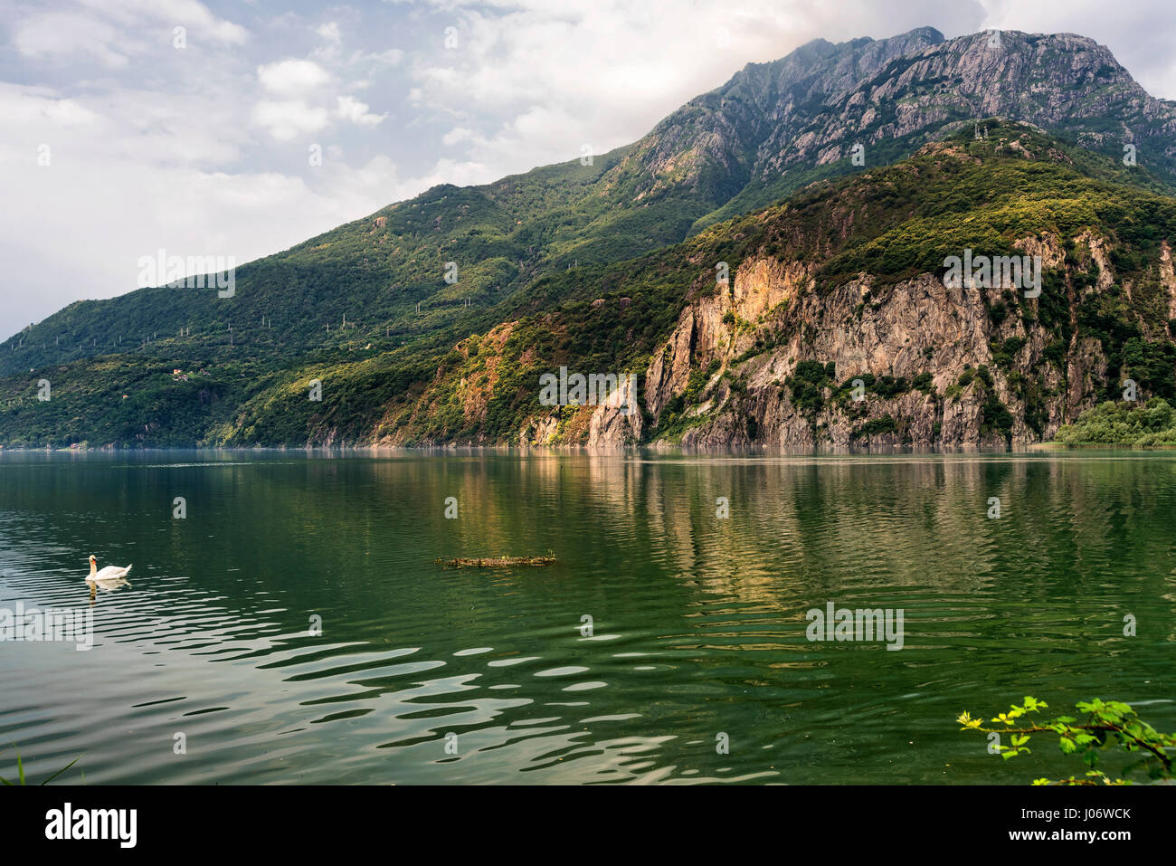 Lake of Mezzola (Sondrio, Lombardy, Italy) swans in a summer morning
