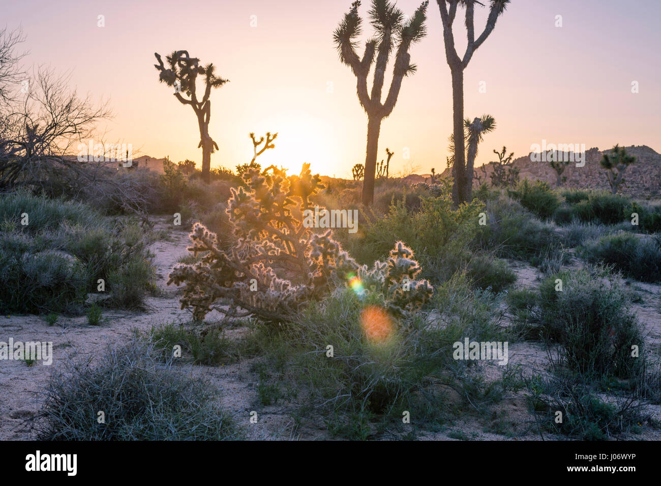 Joshua Trees and desert landscape at sunrise. Joshua Tree National Park, California, USA. Stock Photo