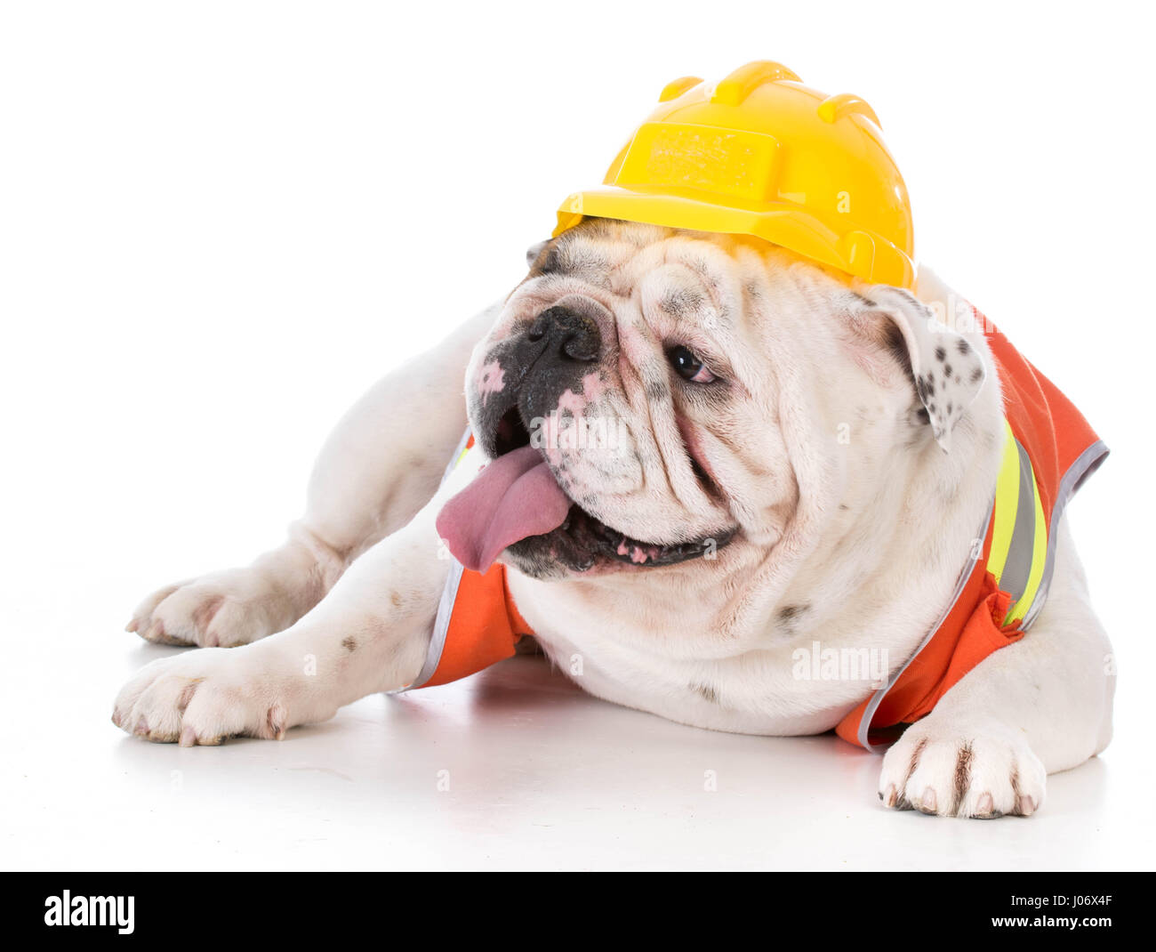 working dog wearing construction vest on white background Stock Photo