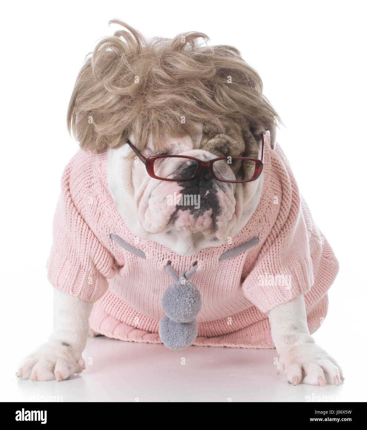 Dogs Dressed Up As Humans