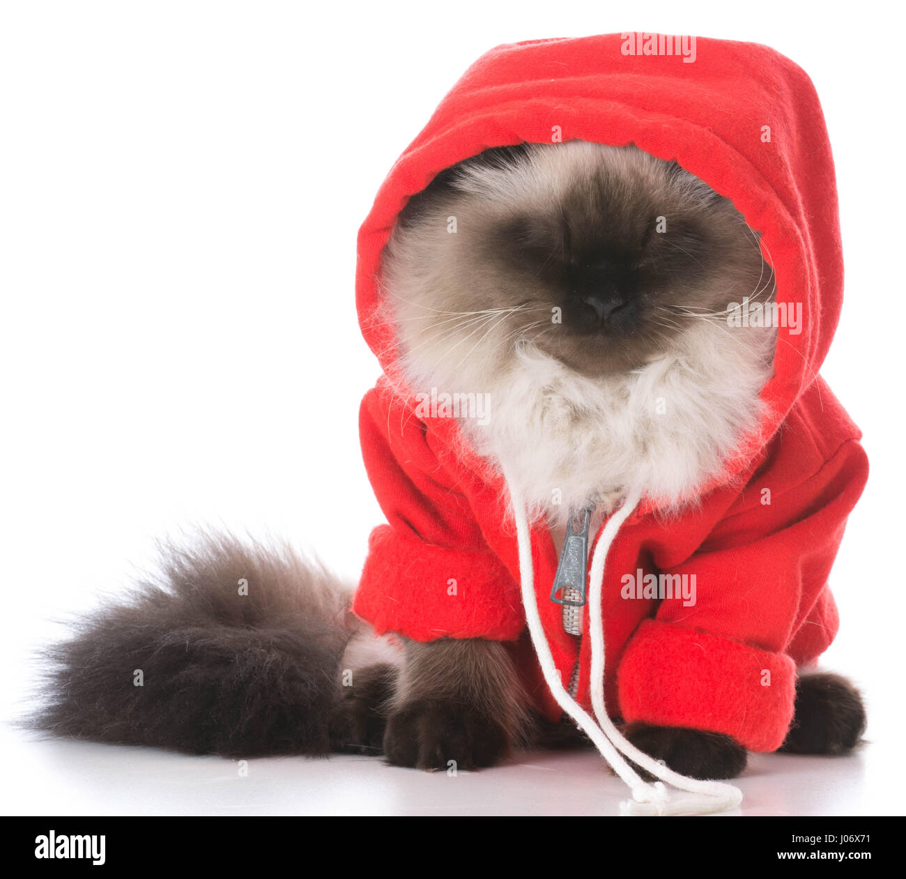 9+ Hundred Cat Gangster Royalty-Free Images, Stock Photos & Pictures