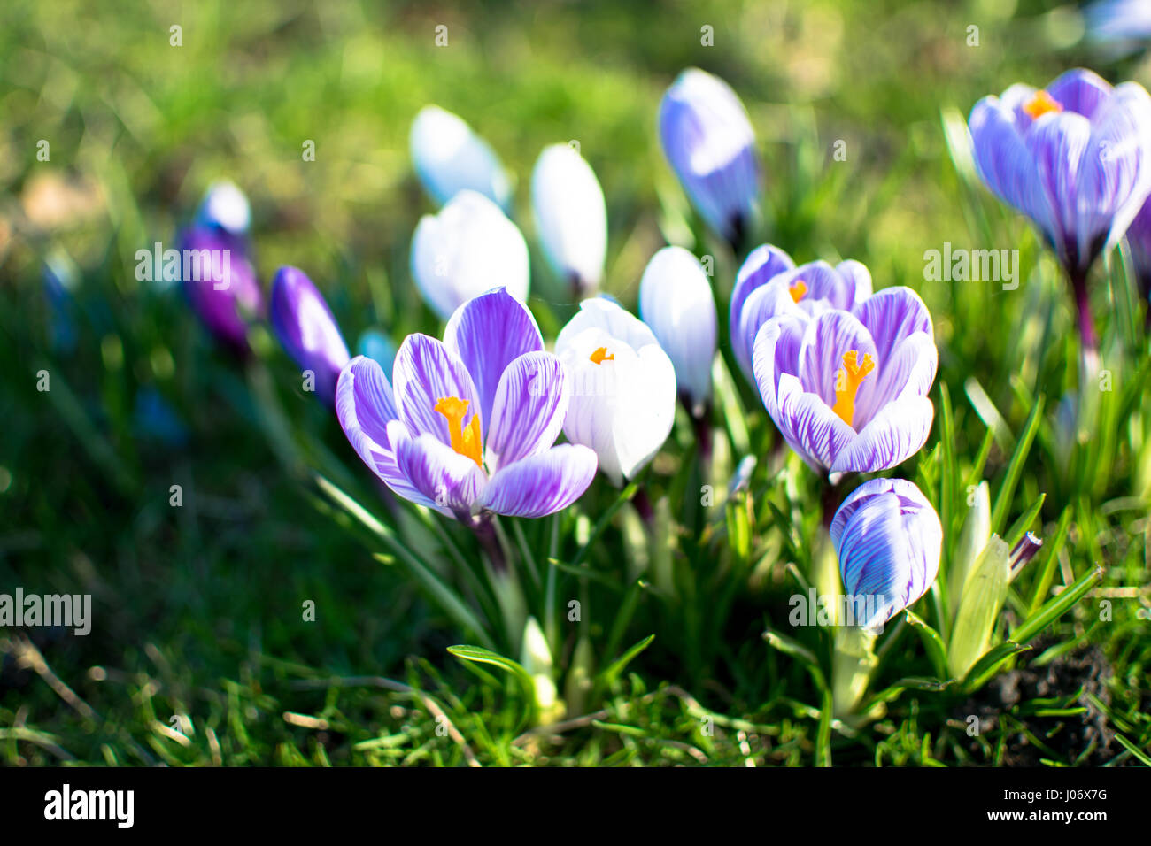 spring flowers in germany Stock Photo Alamy