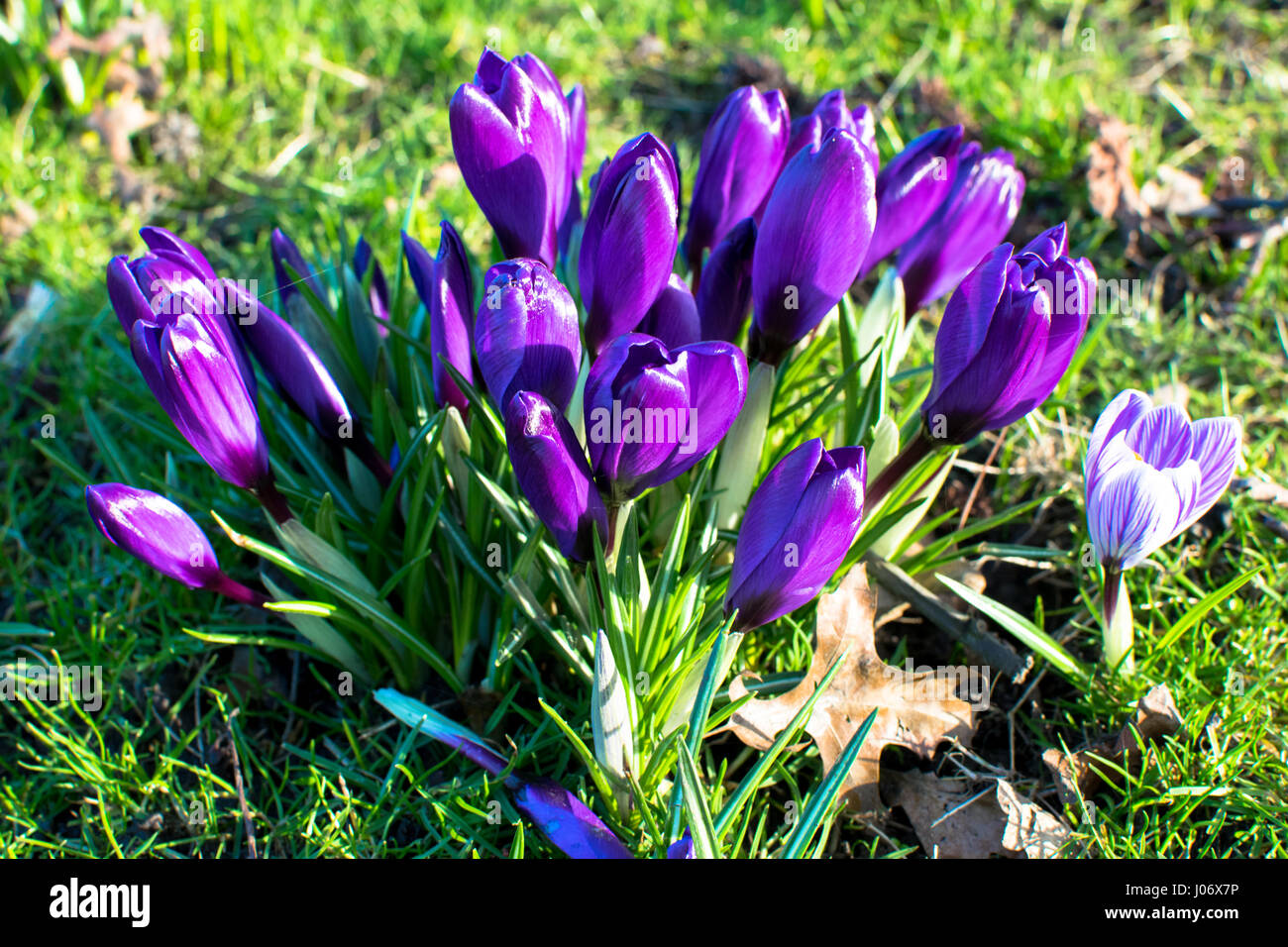 spring flowers in germany Stock Photo Alamy