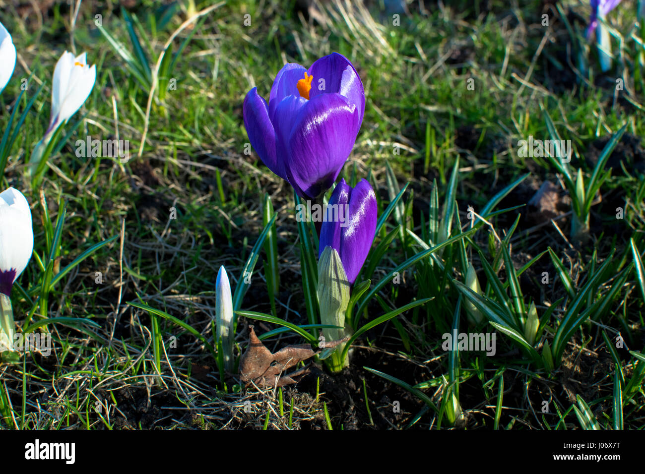 spring flowers in germany Stock Photo Alamy