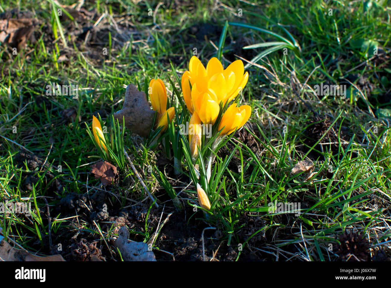 spring flowers in germany Stock Photo Alamy