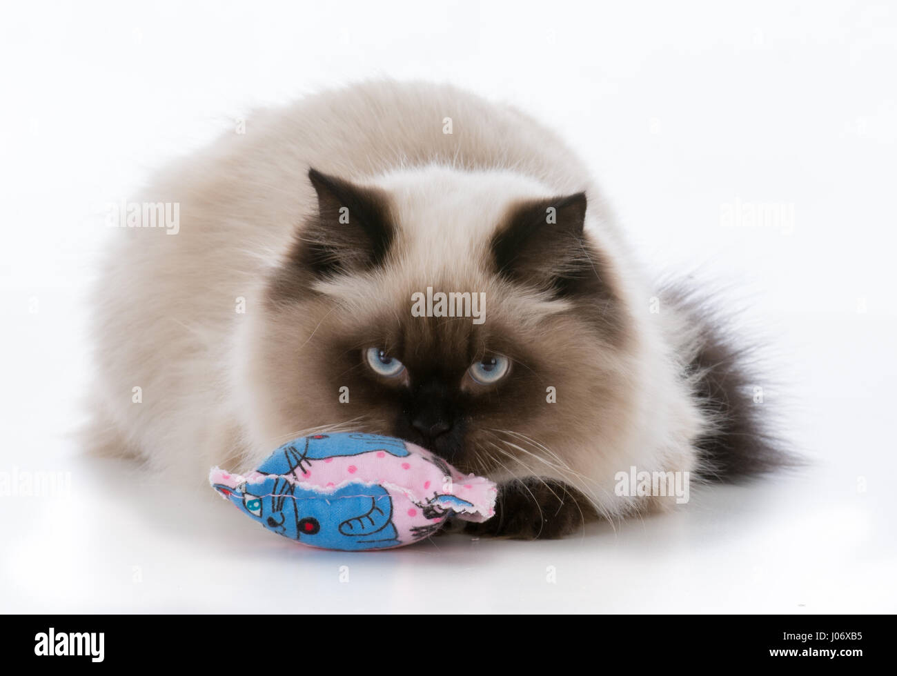 ragdoll kitten playing with catnip toy Stock Photo Alamy
