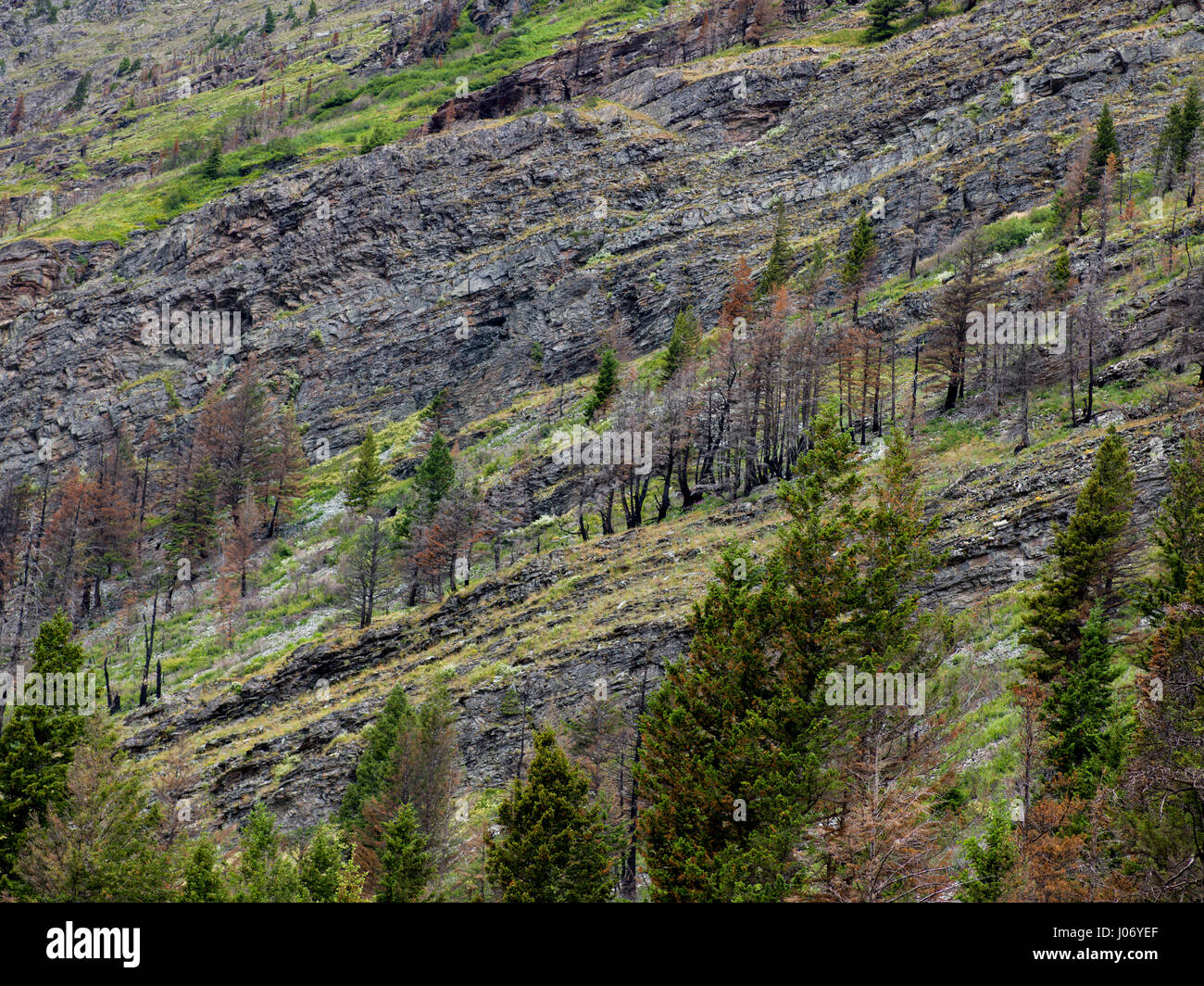 Trees on slope of mountain, GoingtotheSun Road, Browning, Glacier