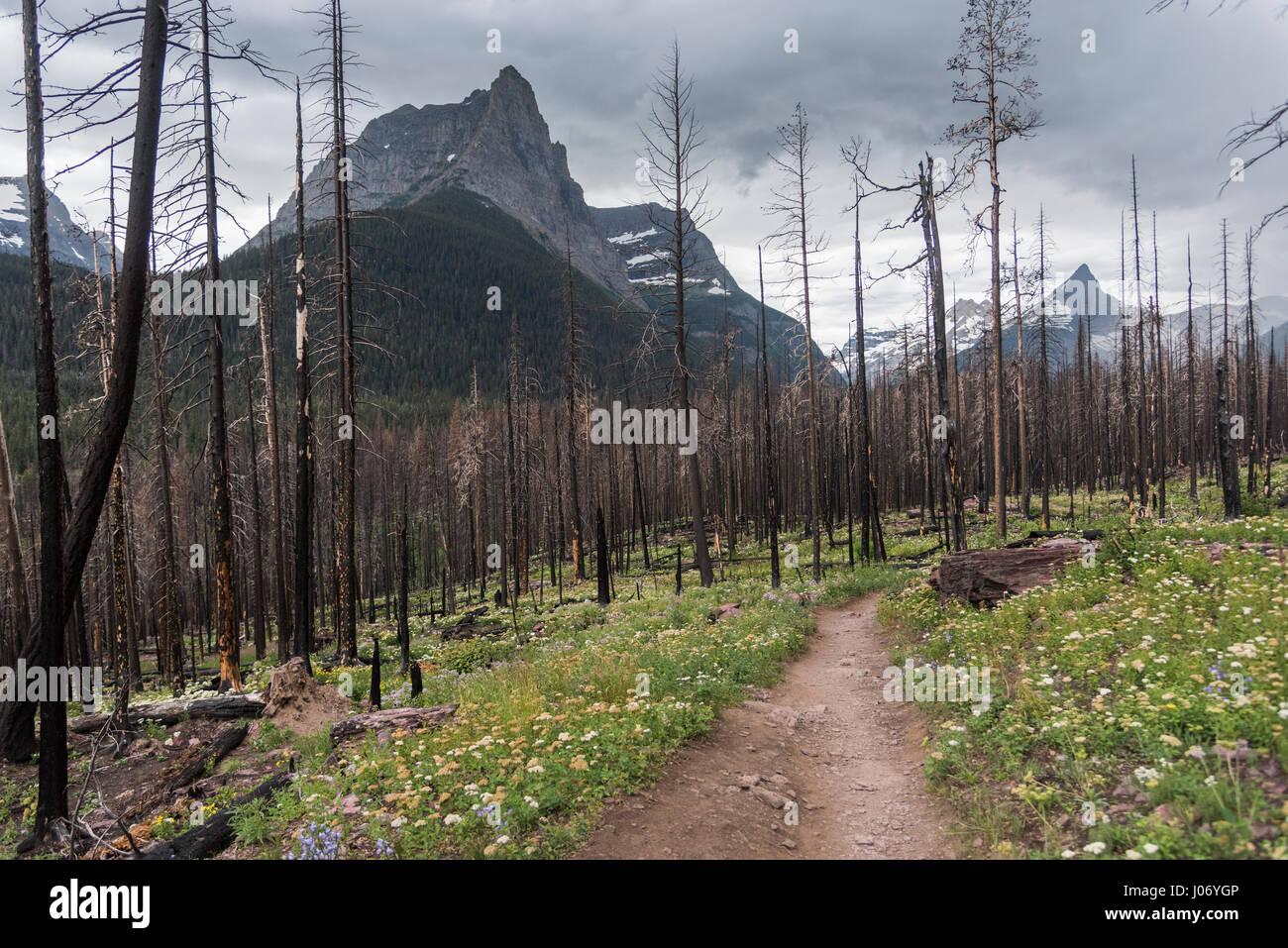 St mary falls trail hi-res stock photography and images - Alamy