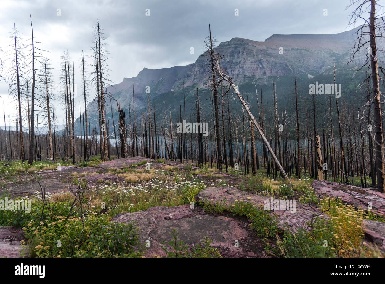 Dead trees in a with mountain range in the background, GoingtotheSun