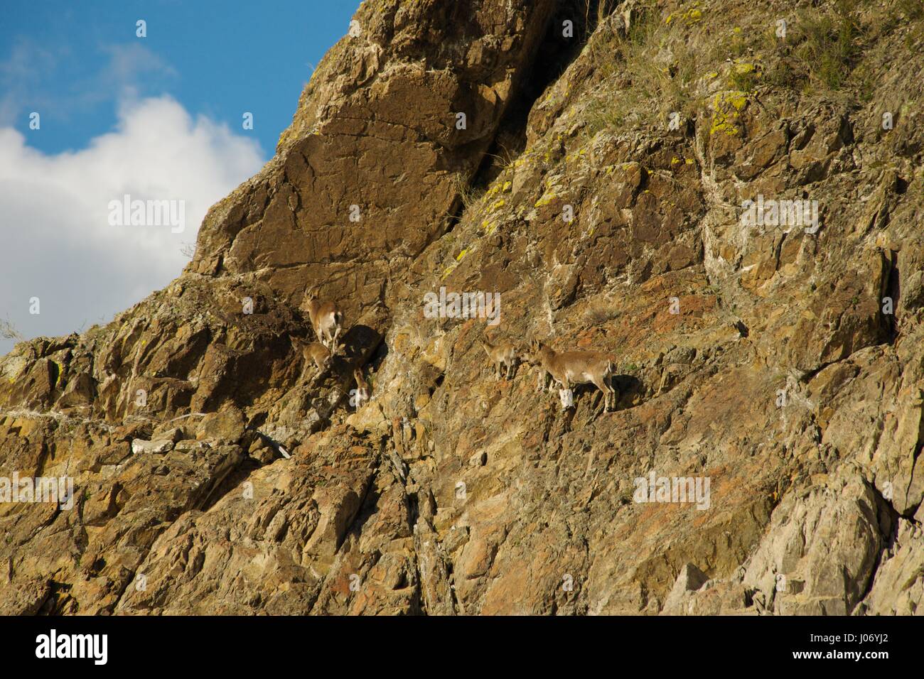 The family of mountain goats Stock Photo - Alamy