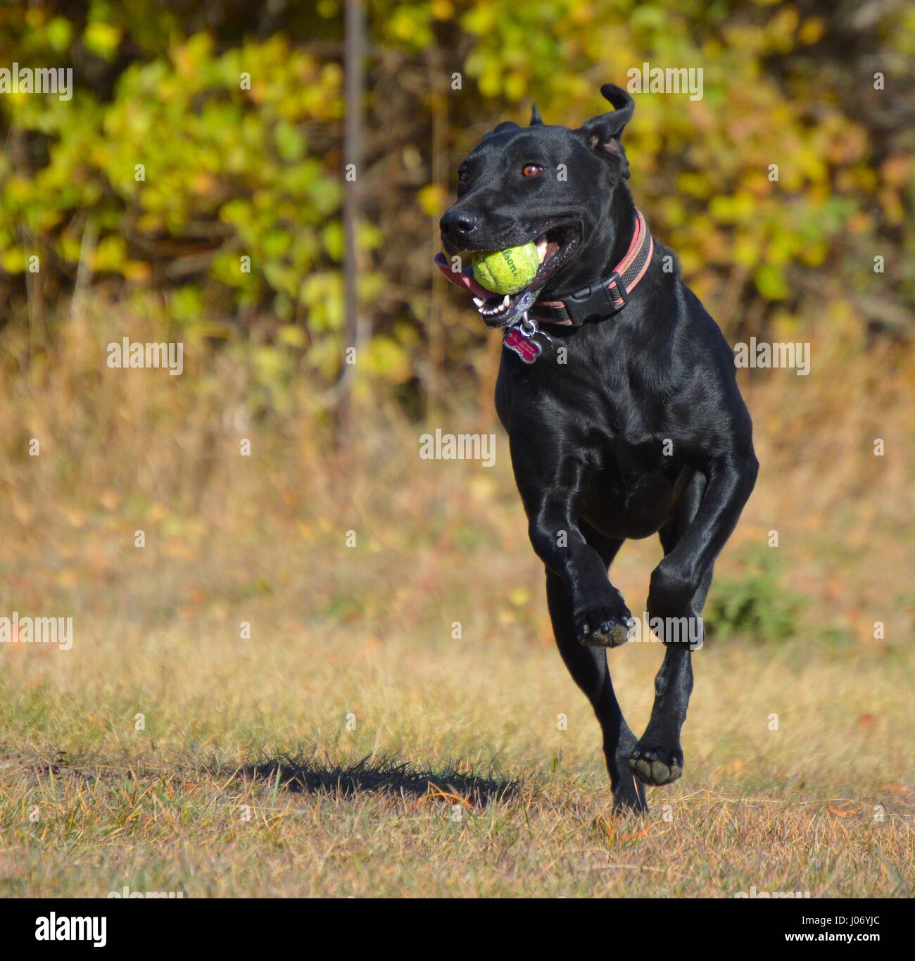 Beautiful black labrador enjoying play time. Stock Photo