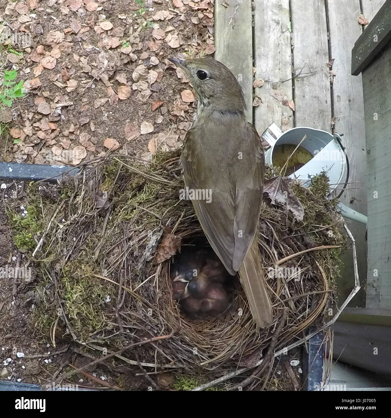 High Angle View Of Robin In Nest With Its Chicks Kenora Lake Of