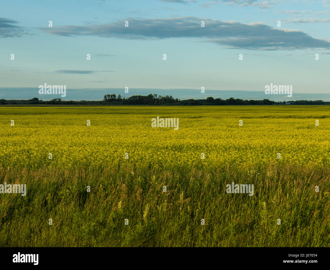 Arnes canada hires stock photography and images Alamy
