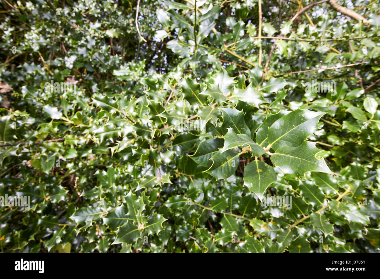 evergreen holly shrub spiky leaves ilex aquifolium Newtownabbey UK Stock Photo