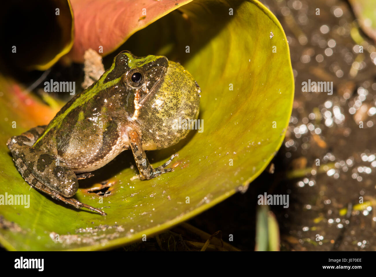 Acris gryllus dorsalis hi-res stock photography and images - Alamy