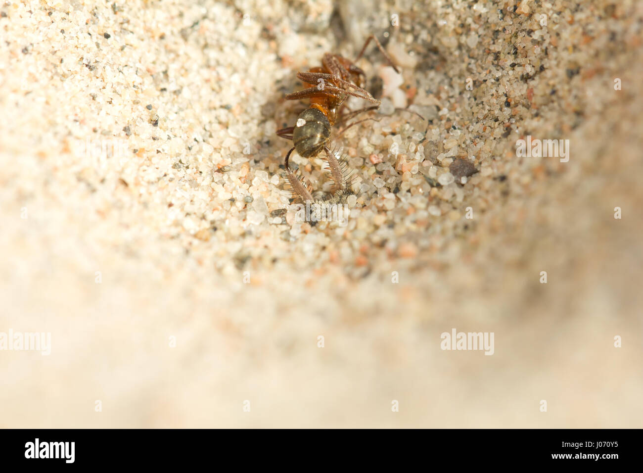 Ant-lion Stock Photo