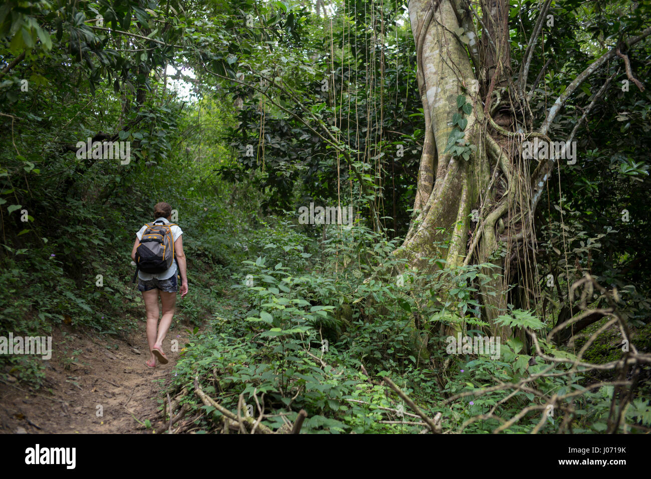 Woman hiking on trail in forest, Yelapa, Jalisco, Mexico Stock Photo