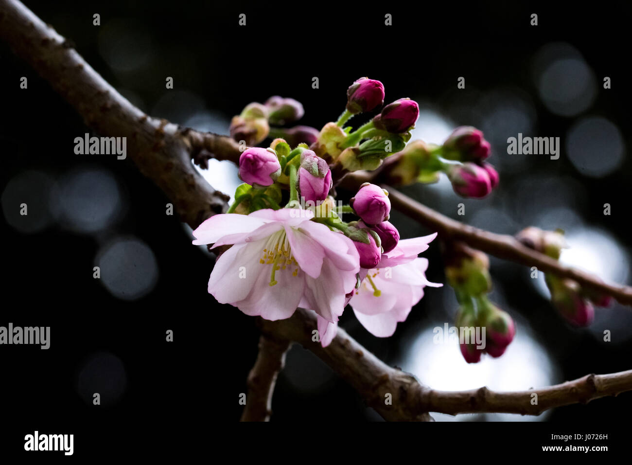 Pink cherry tree branch with blooming cherry blossoms and buds on dark ...