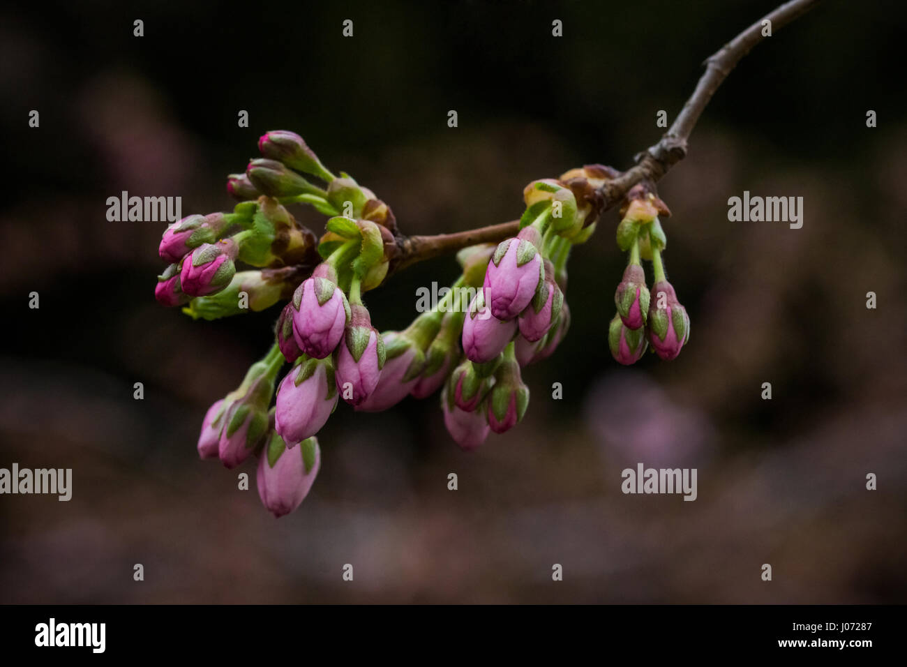 Pink Cherry tree branch witch closed buds. Stock Photo