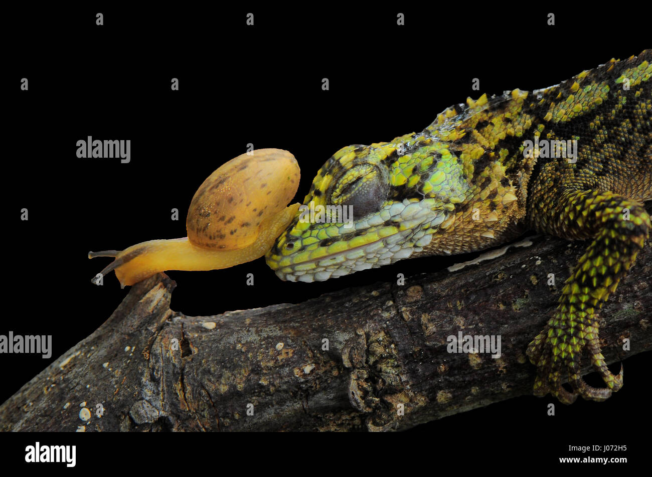Snail And Lizard Stock Photo Alamy