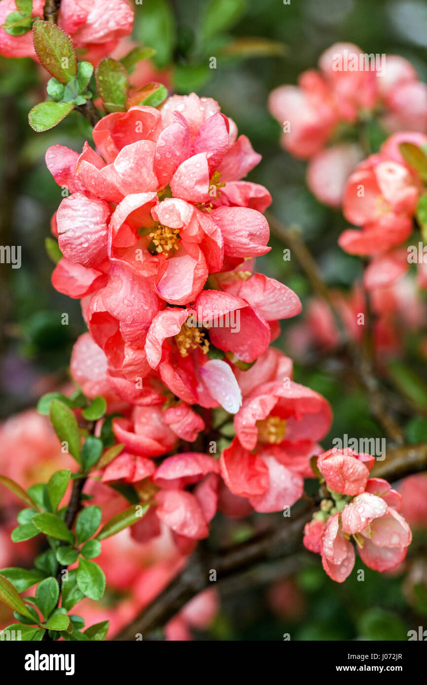 14+ Salmon Color Flowers