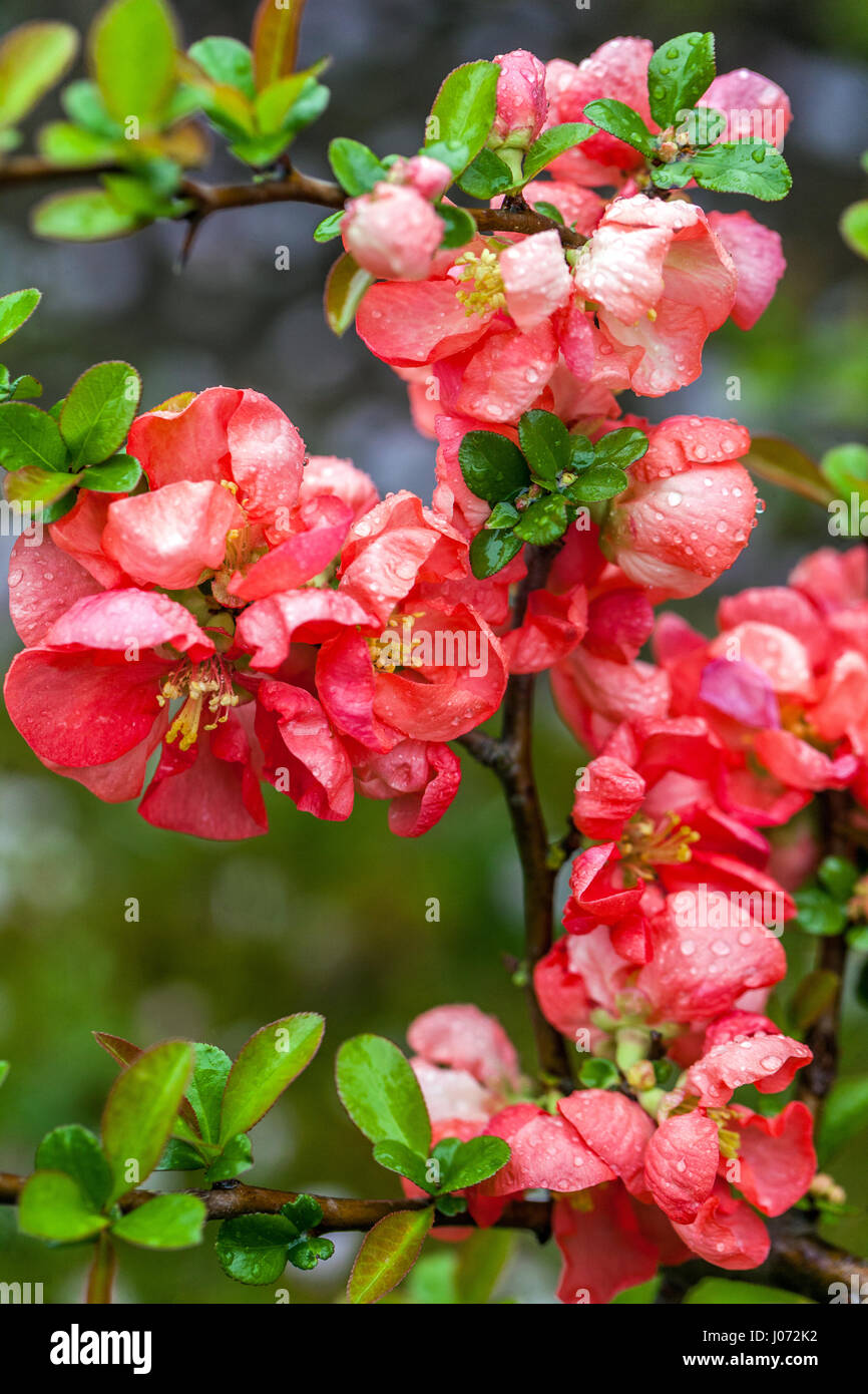 Flowering quince Chaenomeles Salmon Horizon in a garden, Water drops