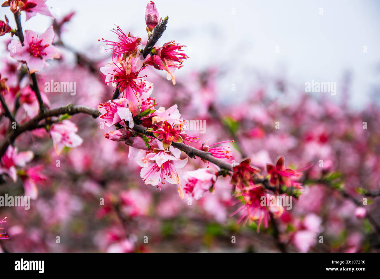 Peach tree flower hires stock photography and images Alamy