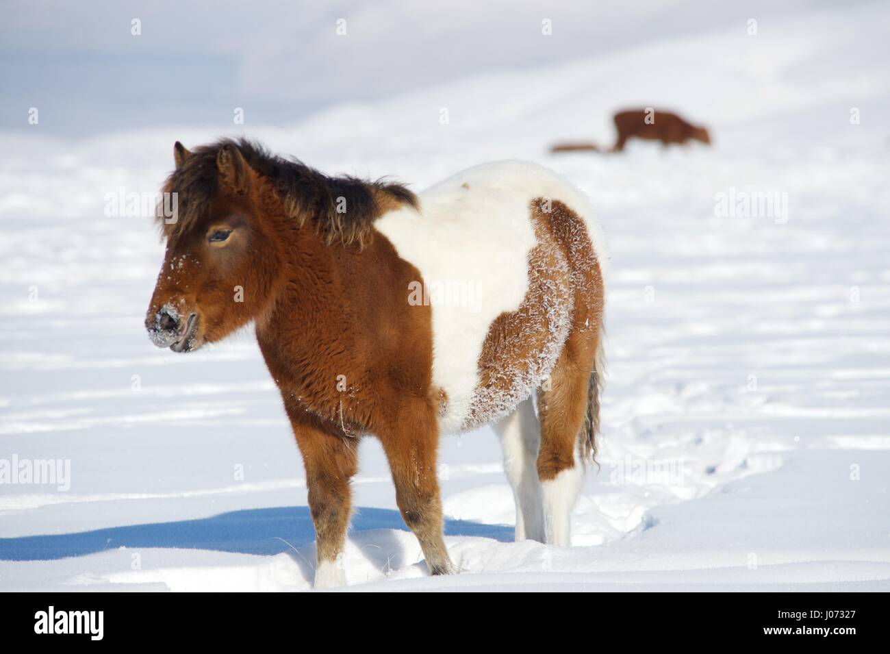 A red pony is standing in the snow Stock Photo
