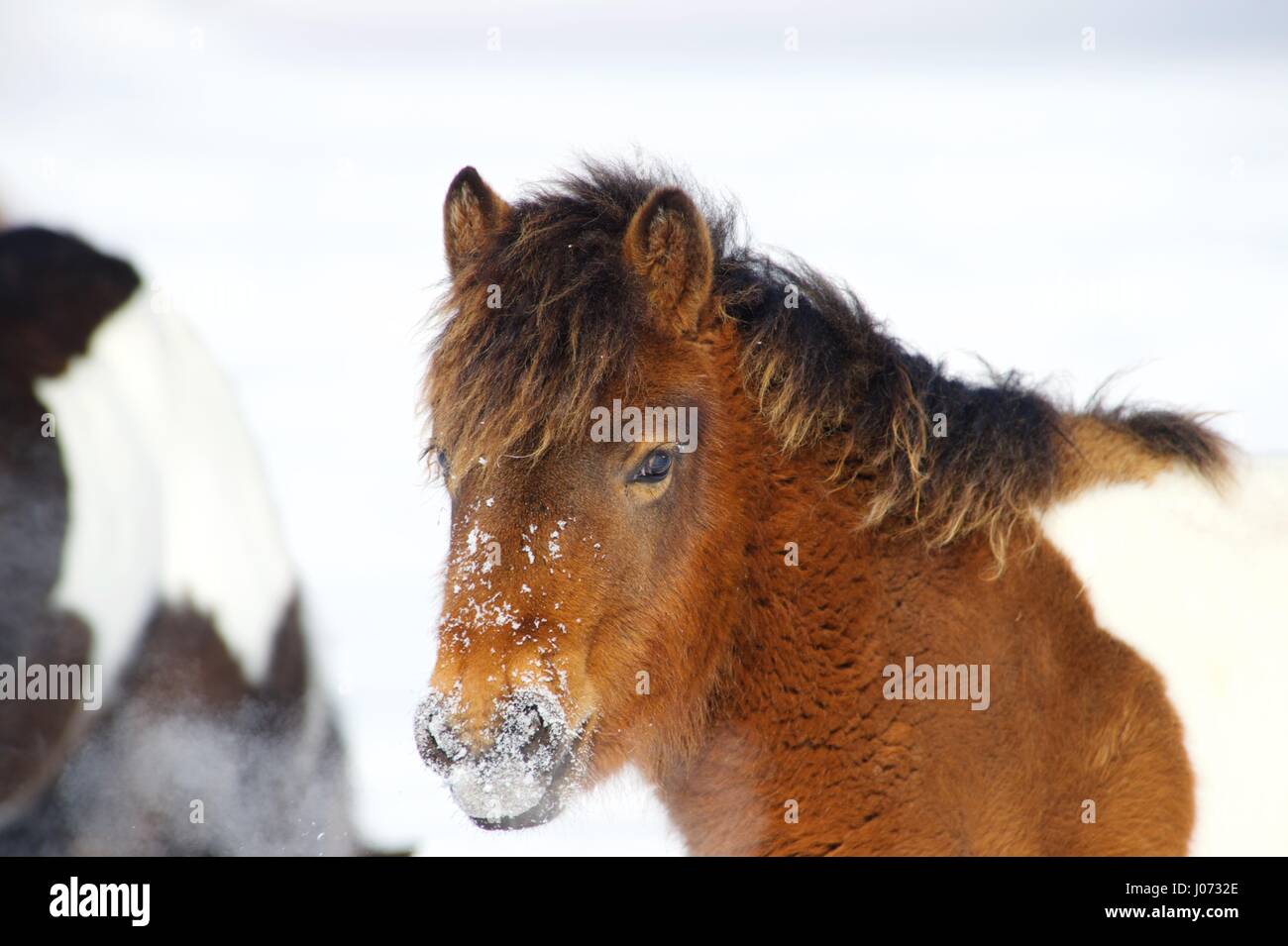 A red pony is standing in the snow Stock Photo