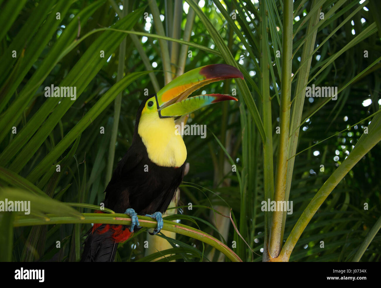 Toucan bird perched on palm tree in Mexico jungle Stock Photo