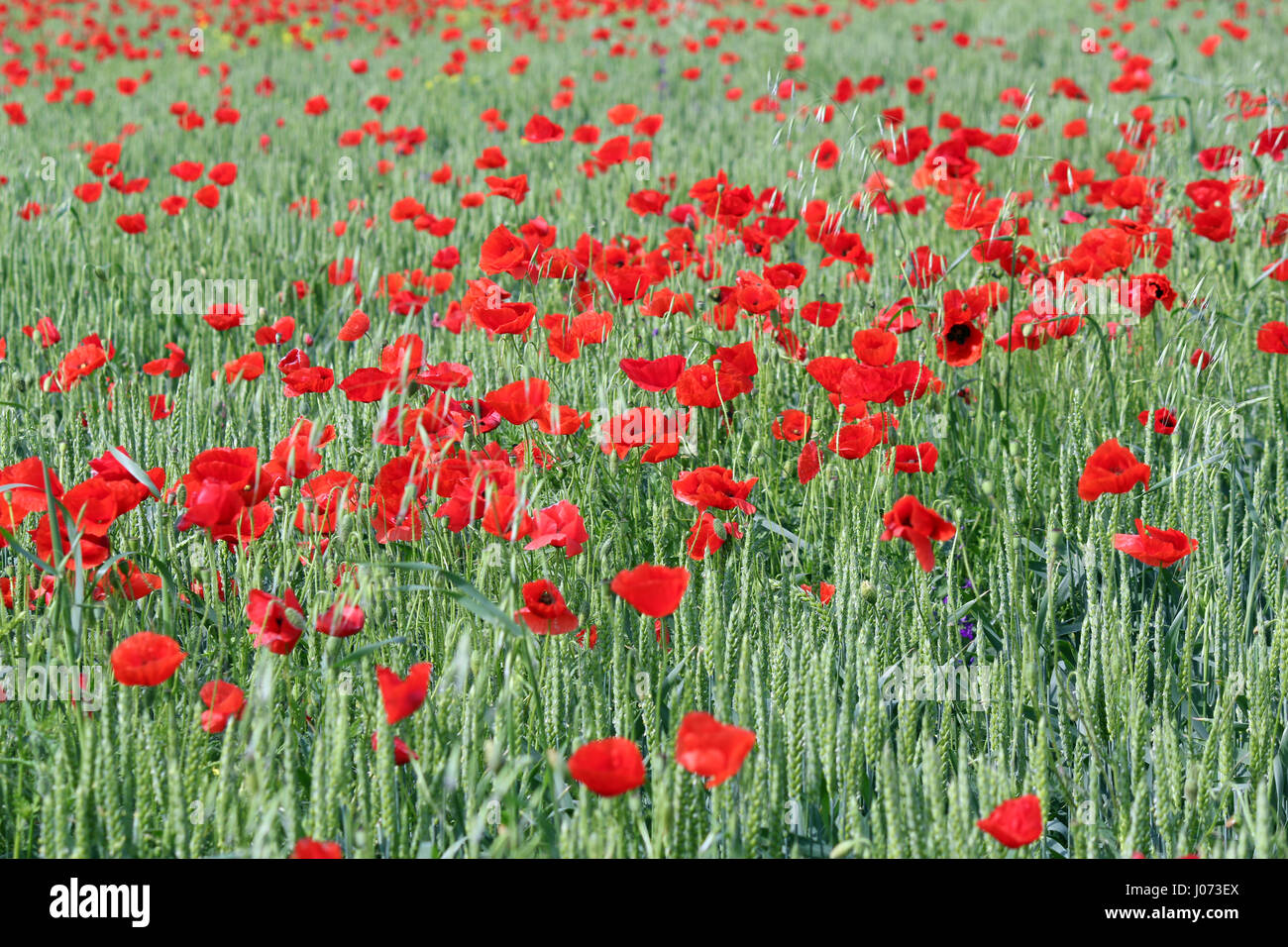 green wheat and red poppy flowers Stock Photo - Alamy