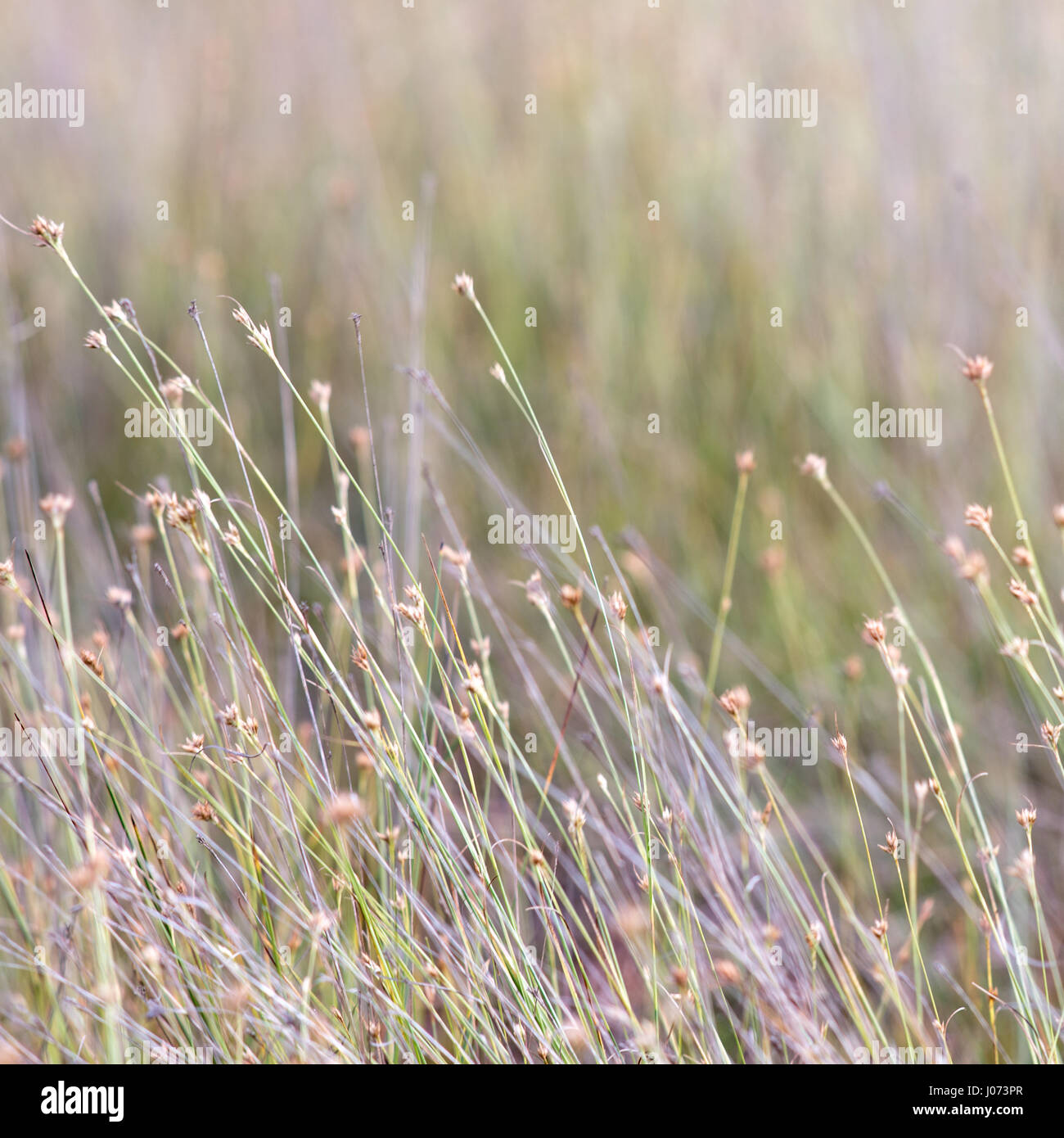 closeup of beautiful green grass with blur background Stock Photo - Alamy