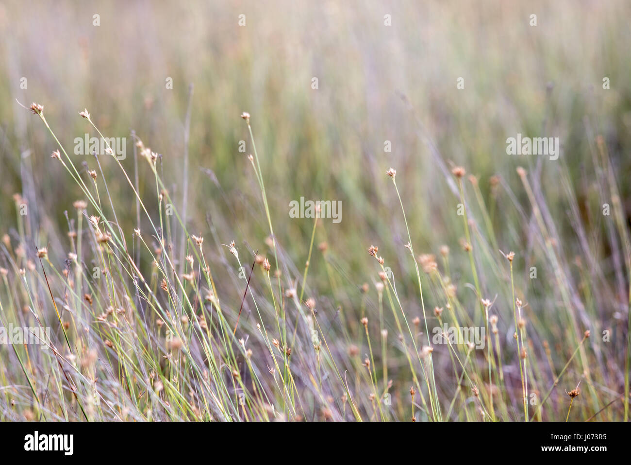 closeup of beautiful green grass with blur background Stock Photo - Alamy