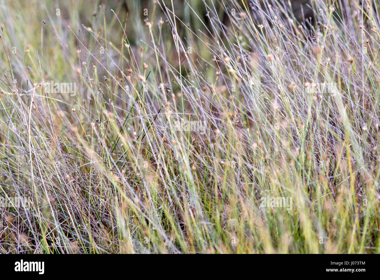 closeup of beautiful green grass with blur background Stock Photo - Alamy