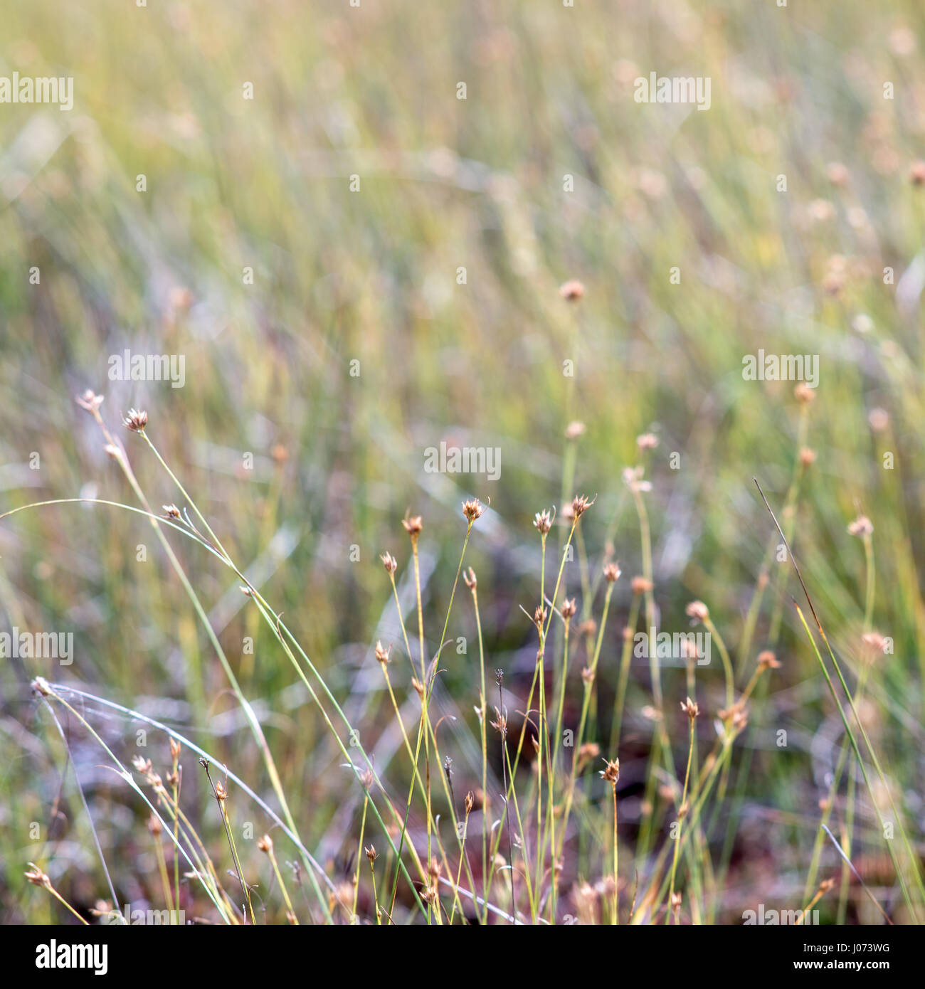 closeup of beautiful green grass with blur background Stock Photo - Alamy