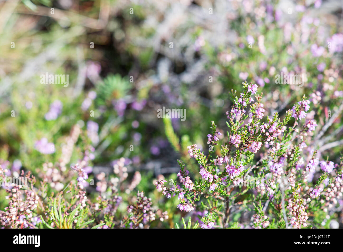 closeup of beautiful green grass with blur background Stock Photo - Alamy