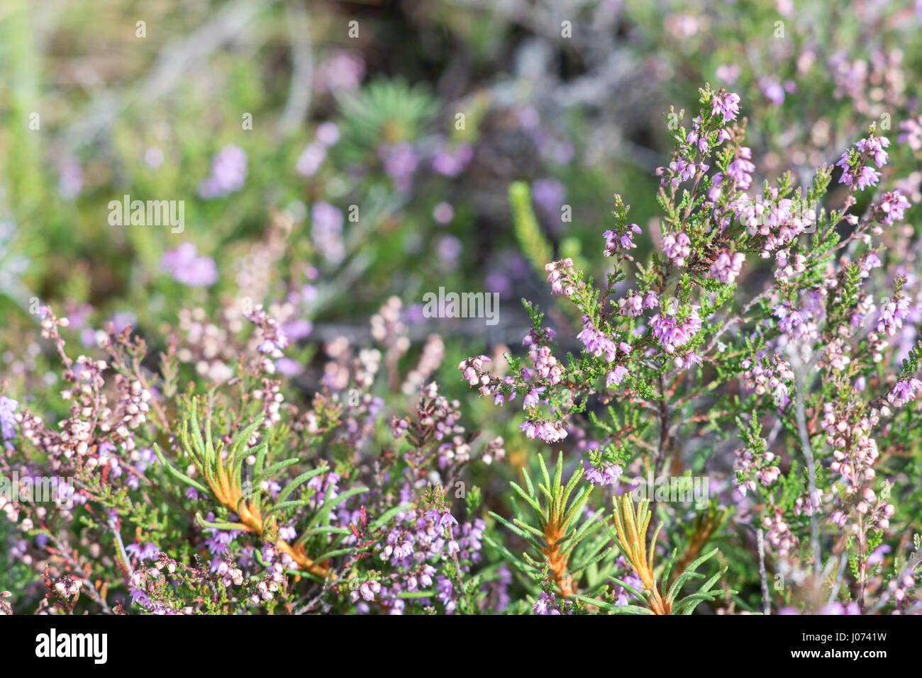 closeup of beautiful green grass with blur background Stock Photo - Alamy